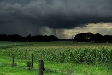 A Heavy Rain Shower Across The Distance Over Corn Fields