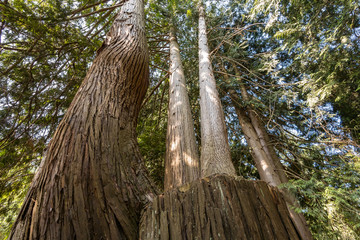 two more branches grow out of cut trunk on a huge tree in the forest