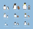 Penguin Babies Cartoon Emotion faces Vector Illustration