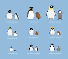 Penguin Babies Cartoon Emotion Faces Vector Illustration