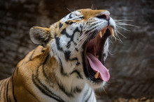 Male Siberian Tiger Yawning