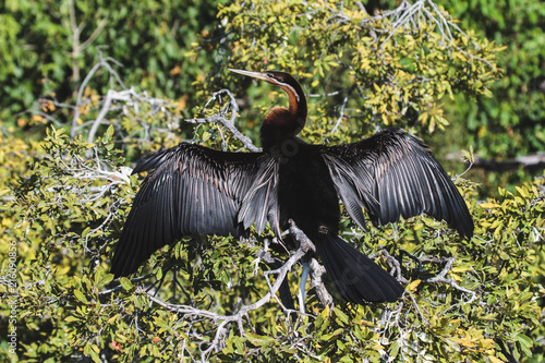 Plakat African Darter Drying its Wings