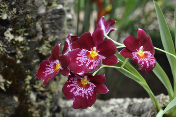 Wall Mural - Orchid flower in the Park