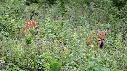 Sticker - sika deer in the forest