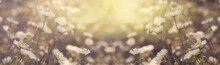 Vegetative Background With Wildflowers, Panorama Of A Sunny Meadow, Macro, Bokeh Background, Blur