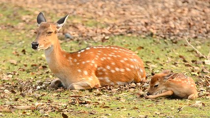 Wall Mural - sika deer in the forest