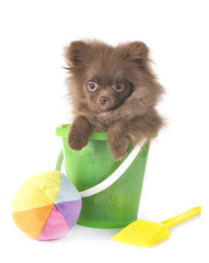 Canvas Print - puppy pomeranian in studio