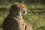 Fototapeta Sawanna - Cheetah, Acinonyx jubatus