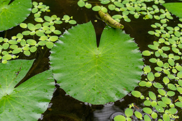 Wall Mural - water lily leaf in pond