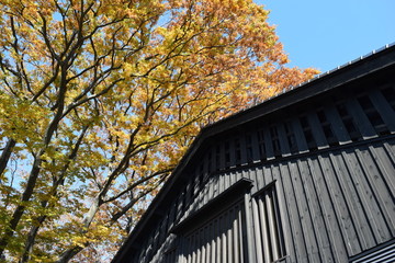 山居倉庫 ／ 東北地方の米どころ、山形県庄内のシンボル「山居倉庫」は、明治26年(1893)に建てられ、現在も現役の米保管倉庫です。白壁、土蔵づくり９棟からなる倉庫の米の収容能力は10,800トン(18万俵)です。夏の高温防止のために背後にケヤキ並木を配し、内部の湿気防止には二重屋根にするなど、自然を利用した先人の知恵が生かされた低温倉庫です。