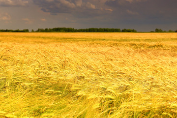 Sticker - Wheat field against a blue sky