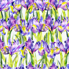 Purple, Summer, Purple, Beautiful, Blossoming Iris Flowers. Watercolor. Illustration