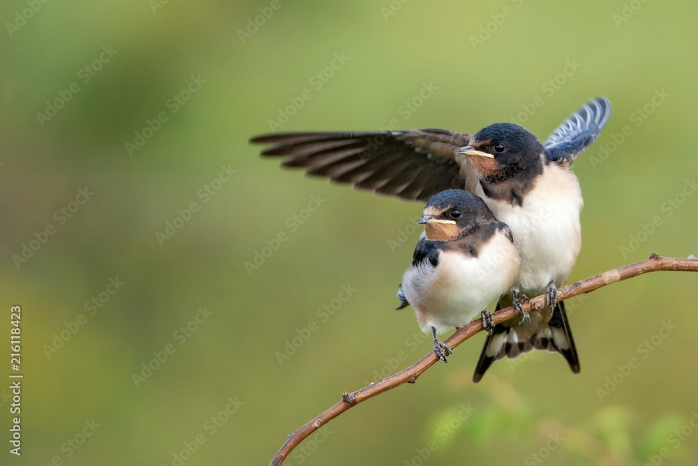 Two nestling barn swallows (Hirundo rustica) waiting for their parents. - obrazy, fototapety, plakaty 