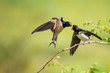 Barn swallow (Hirundo rustica) feeding her nestling in flight