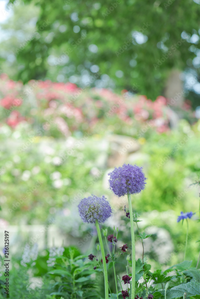 アリウム ギガンチウム 庭園 Wall Mural Wallpaper Murals Chikako Kamitori