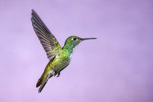 Hummingbird In Flight - Versicolored Emerald (Amazilia Versicolor) In Iguazu Falls, Brasil - Argentina Major Touristic Destination