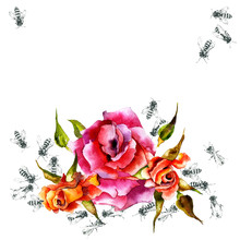 Beautiful, Fragrant, Decorative Rose. Summer, Noble Flower. Useful, Honey Bee Insects. Watercolor. Illustration