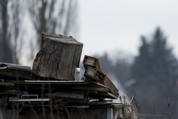 White rodent weasel rat in junk yard