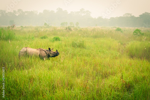 Fotomural Wild endangered one-horn rhinoceros grazing in a grass field in Chitwan National Park, Nepal, during an elephant safari for tourists