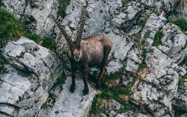 majestic animal old and wise alpine capricorn steinbock capra ibex the swiss alps brienzer rothorn