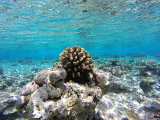 Coral reef