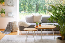 Wooden Tables In Front Of Grey Sofa With Cushions In Scandi Living Room Interior With Plant. Real Photo