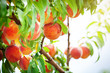 Peach tree with fruits growing in the garden. Peach orchard.