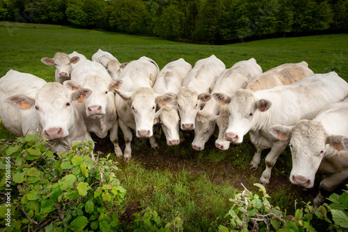 Vache Troupeau Charolaise Tete Alignement Ligne Champs Campagne Bovin Elevage Ferme Viande Stock Photo Adobe Stock Vache Troupeau Charolaise Tete Alignement Ligne Champs Campagne Bovin Elevage Ferme Viande Stock Photo Adobe Stock