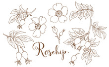 Collection Of Hand Drawing Rosehip
