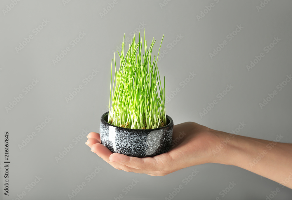 Woman holding bowl with sprouted wheat grass on grey background