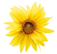 Yellow Flower On White Background