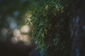 Wall Mural - The plant grows out of a concrete wall, a photo with a small depth of field, nice bokeh.