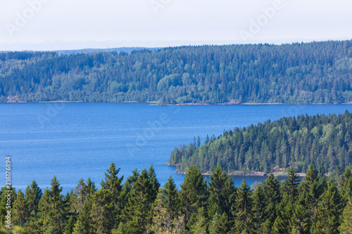 Fotografia, Obraz The green forest of fir, spruce an pine trees near the shore of the Ladoga in Ru