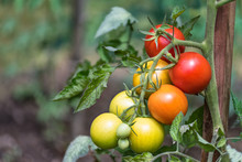 Bunch Of Red Tomatoes At Different Phases Of Ripening. Solanum Lycopersicum. Close-up Of Ripe And Unripe Growing Tomato Berries. Green Bio Plant In Garden. Blurry Background. Great Depth Of Field.