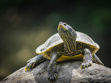 Northern Map Turtle On Rock 