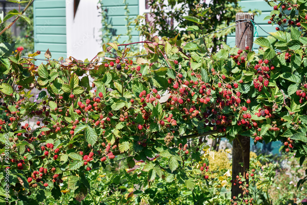 Blackberry bush full of not quite ripe fruits Stock Photo | Adobe Stock