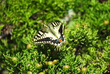 The Papilio Hospiton, Also Called Corsican Swallowtail, Is A Rare Butterfly With Yellow And Black Wings, An Endemic Species From Corsica And Sardinia, Europe