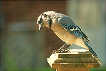 Bluejay watching, wary of cat below, waiting for peanut