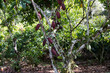 hybrid cocoa fruit