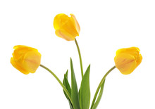 Download Yellow Tulip Free Stock Photo Public Domain Pictures PSD Mockup Templates