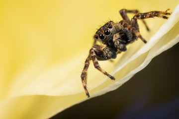 Wall Mural - A brown jumping spider on the yellow petal in the yellow background