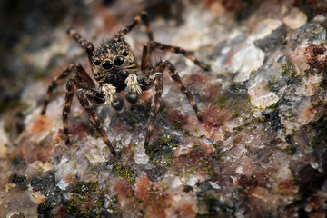 Wall Mural - Jumping spider  masquerade on a colorful stone