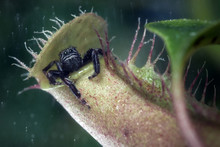 Jumping Spider Hids From The Rain In Tropical Pitcher Plant