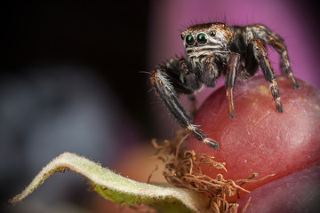 Wall Mural - Jumping spider & Blackberry