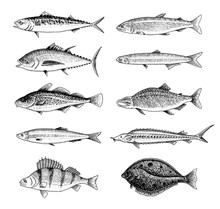 River Fish. Perch Or Bass, Seafood For The Menu. Scomber Or Mackerel, Beluga And Sturgeon, Lake. Sea Creatures. Freshwater Aquarium. Engraved Hand Drawn In Old Vintage Sketch. Vector Illustration.