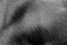 Black Dog Fur - Texture