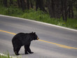 Black Bear Crossing the Road, Yellowstone National Park, Wyoming, USA