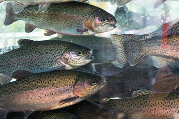 Living fish rainbow trouts, Oncorhynchus mykiss, swimming in aquarium