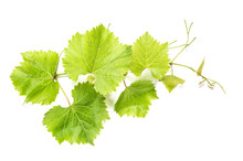 Grape Leaves White Background Green Vine Leaf