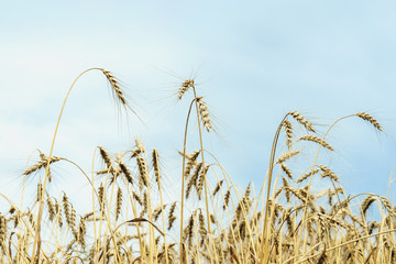 Agriculture. Ripe cereal ears in field on farm, sunny summer day, blue sky. Rural background